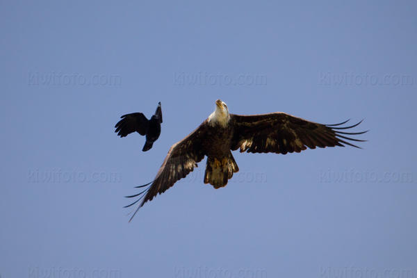 Bald Eagle Picture @ Kiwifoto.com