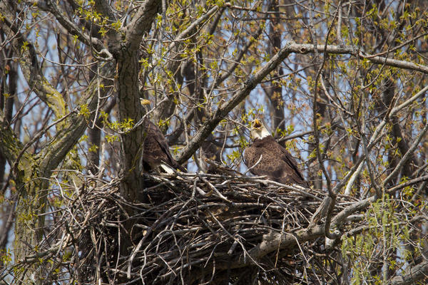 Bald Eagle Image @ Kiwifoto.com