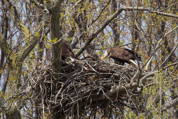 Bald Eagle Image @ Kiwifoto.com