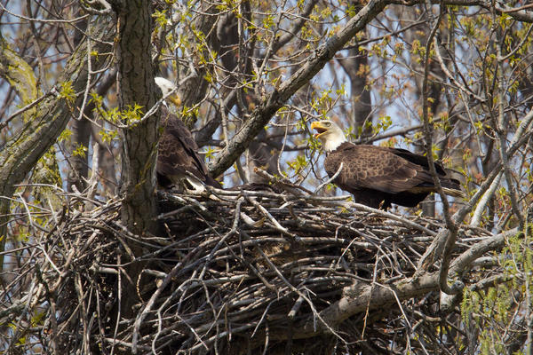 Bald Eagle Image @ Kiwifoto.com