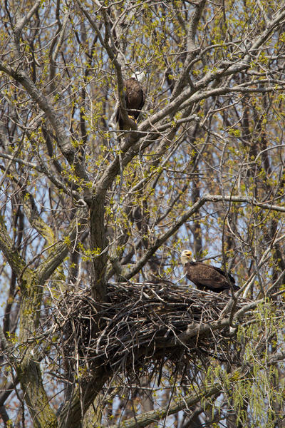 Bald Eagle Photo @ Kiwifoto.com