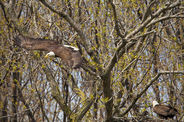 Bald Eagle Image @ Kiwifoto.com