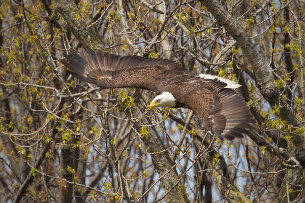 Bald Eagle Image @ Kiwifoto.com