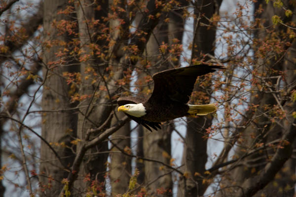 Bald Eagle Picture @ Kiwifoto.com