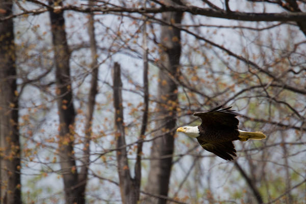 Bald Eagle Image @ Kiwifoto.com
