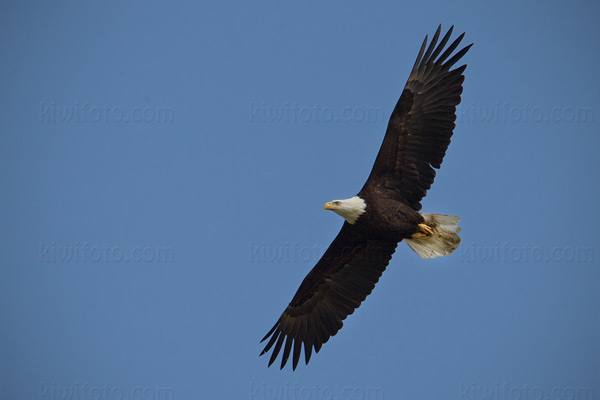 Bald Eagle Image @ Kiwifoto.com