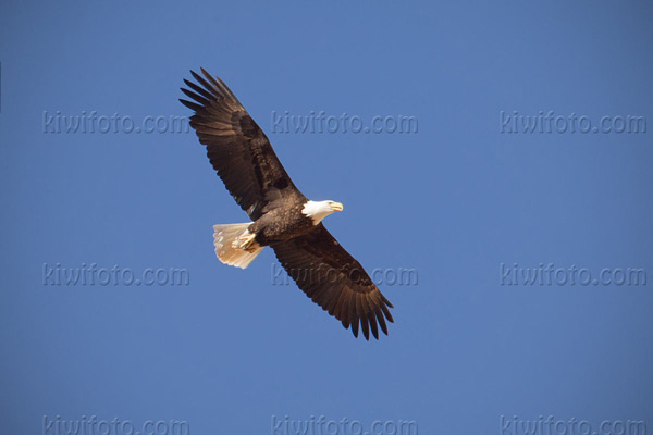 Bald Eagle Picture @ Kiwifoto.com