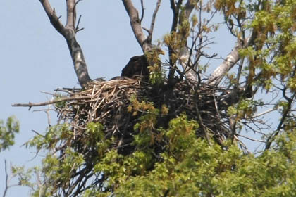 Bald Eagle Image @ Kiwifoto.com