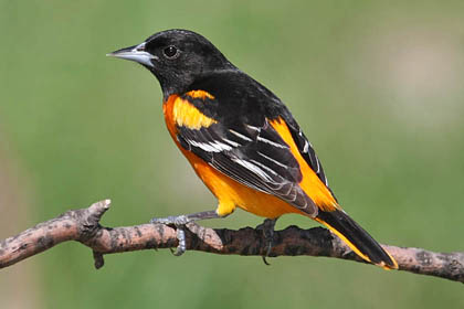 Baltimore Oriole