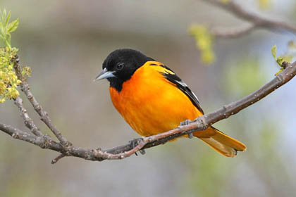 Baltimore Oriole Image @ Kiwifoto.com