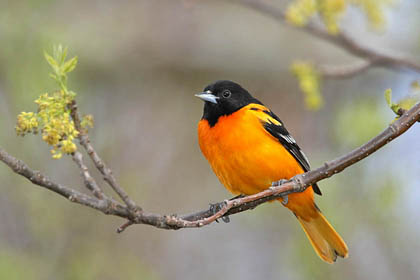 Baltimore Oriole, Ohio