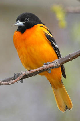 Baltimore Oriole Image @ Kiwifoto.com