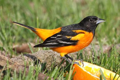 Baltimore Oriole Picture @ Kiwifoto.com