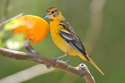 Baltimore Oriole Image @ Kiwifoto.com