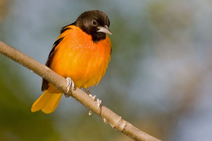 Baltimore Oriole Picture @ Kiwifoto.com