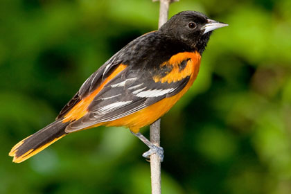 Baltimore Oriole Photo @ Kiwifoto.com