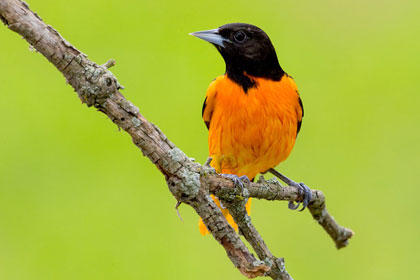 Baltimore Oriole Image @ Kiwifoto.com