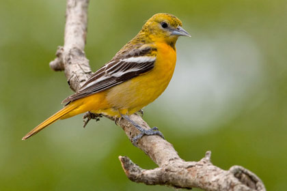 Baltimore Oriole Image @ Kiwifoto.com