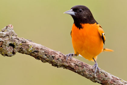 Baltimore Oriole Image @ Kiwifoto.com