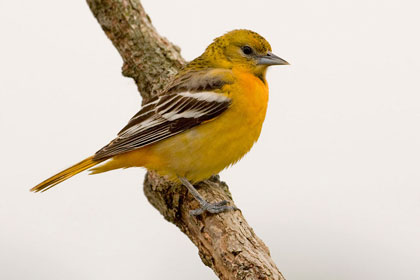 Baltimore Oriole Image @ Kiwifoto.com