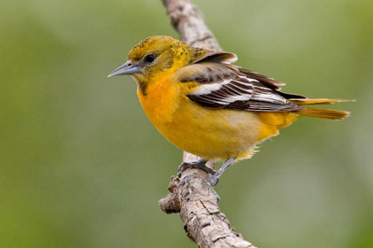 Baltimore Oriole Photo @ Kiwifoto.com