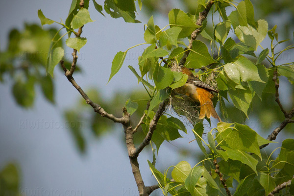 Baltimore Oriole (nest building)