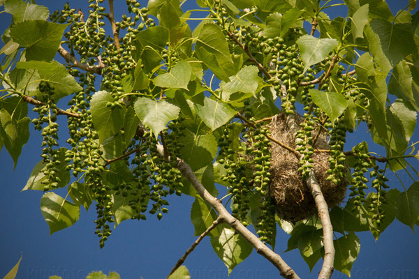 Baltimore Oriole (nest)