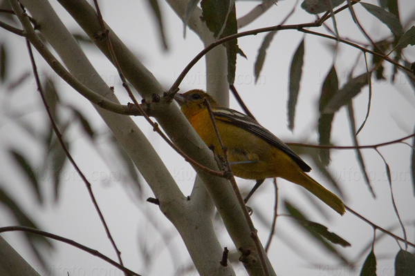 Baltimore Oriole Picture @ Kiwifoto.com
