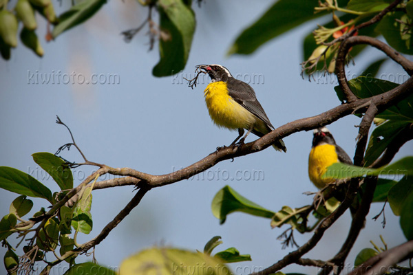 Bananaquit (C. flaveola melanornis)