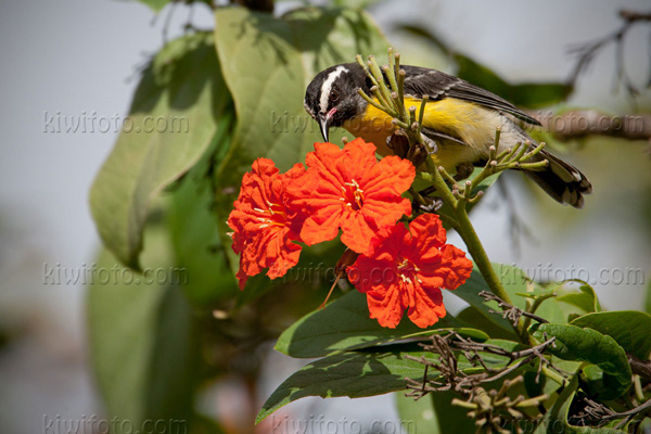 Bananaquit (C. flaveola melanornis)