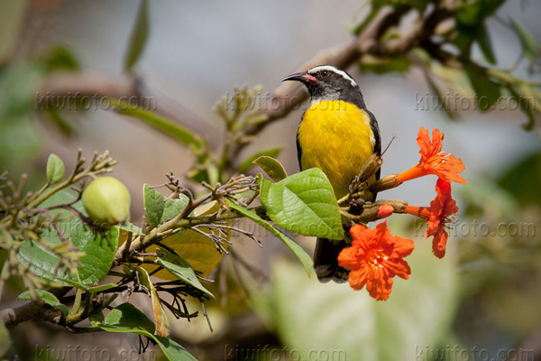 Bananaquit (C. flaveola melanornis)