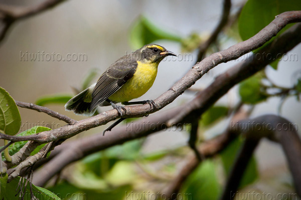 Bananaquit (C. flaveola melanornis - juvenile)