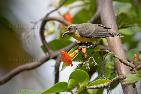 Bananaquit (C. flaveola melanornis - juvenile)