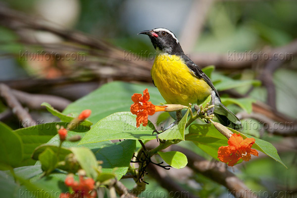 Bananaquit (C. flaveola melanornis)