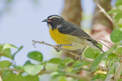 Bananaquit Image @ Kiwifoto.com