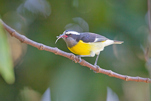 Bananaquit (C. f. flaveola)