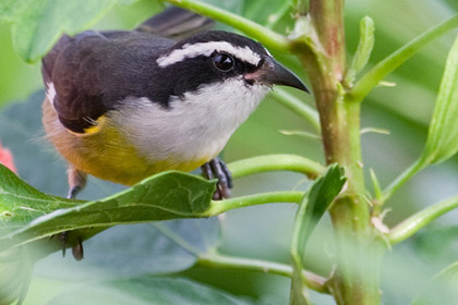 Bananaquit Photo @ Kiwifoto.com