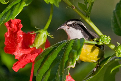 Bananaquit Photo @ Kiwifoto.com