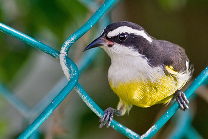 Bananaquit Image @ Kiwifoto.com