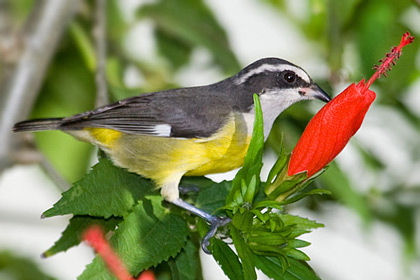 Bananaquit Photo @ Kiwifoto.com
