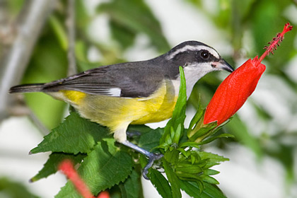 Bananaquit Picture @ Kiwifoto.com