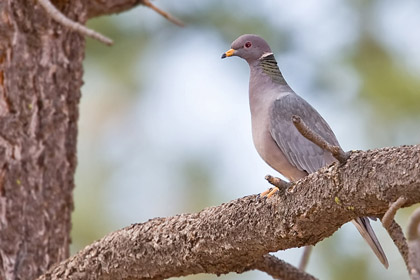 Band-tailed Pigeon Image @ Kiwifoto.com