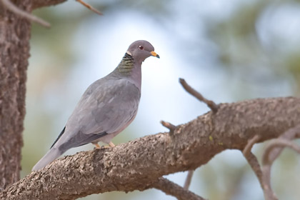 Band-tailed Pigeon Photo @ Kiwifoto.com