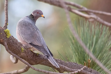 Band-tailed Pigeon Picture @ Kiwifoto.com