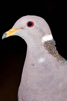 Band-tailed Pigeon Image @ Kiwifoto.com