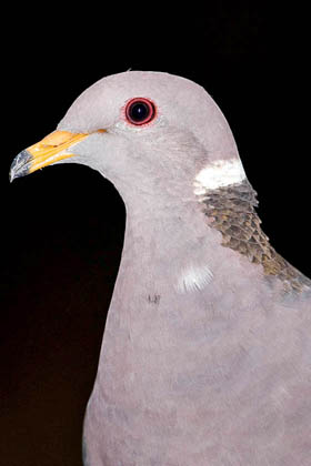 Band-tailed Pigeon Picture @ Kiwifoto.com