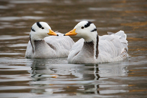 Bar-headed Goose Image @ Kiwifoto.com