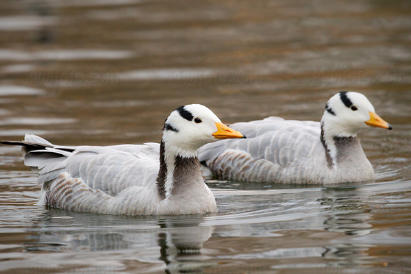 Bar-headed Goose Picture @ Kiwifoto.com