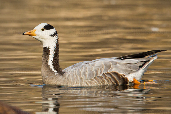 Bar-headed Goose Image @ Kiwifoto.com