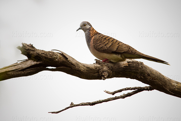 Bar-shouldered Dove